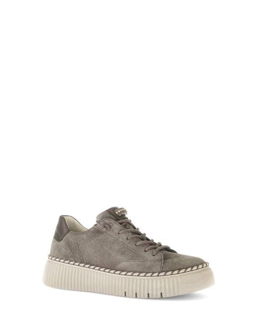 Gabor Brown Low Top Sneaker