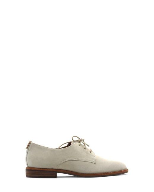 Gentle Souls Multicolor Aronson Derby