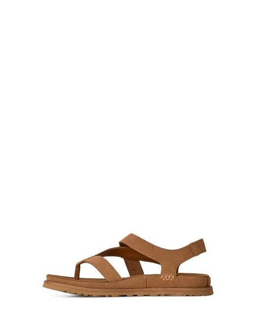 Ugg Brown Goldengaze Toe Post Suede Sandal