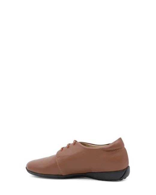 Amalfi by Rangoni Brown Jasmine Derby