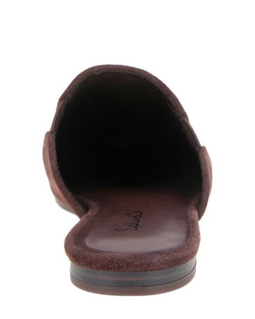 Splendid Brown Liza Mule