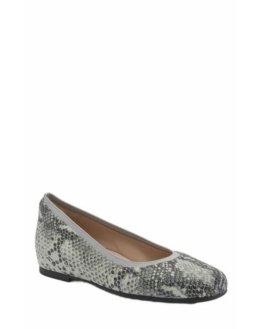 ABEO Gray Cadence Ballet Flat