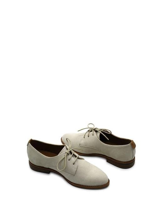 Gentle Souls Multicolor Aronson Derby