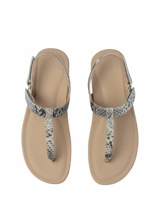 ABEO Metallic Oasis T Strap Sandal