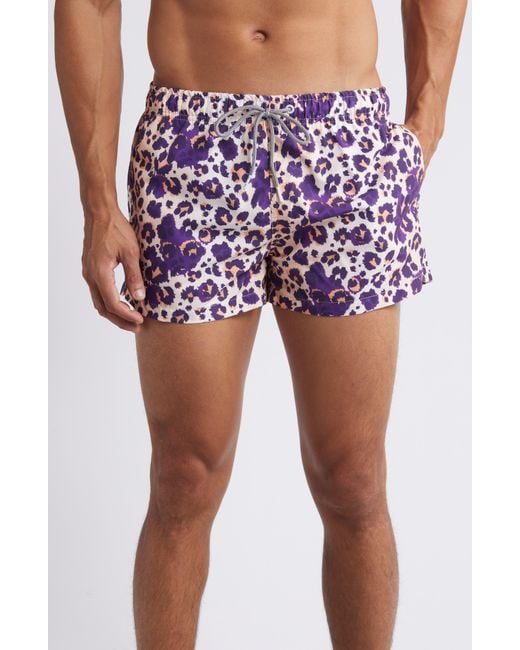 Boardies Purple Cheetah Shortie Swim Trunks for men