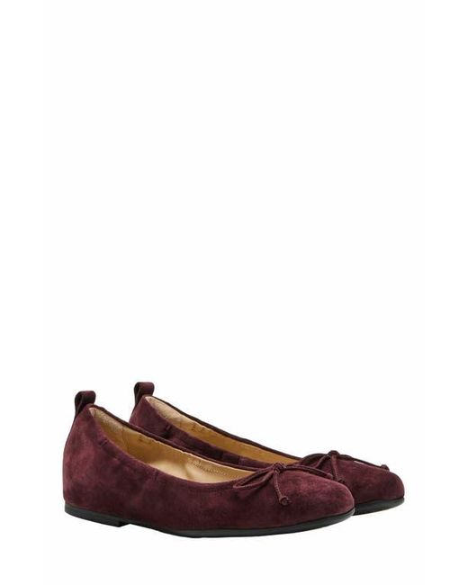 ABEO Brown Cadence Bow Ballet Flat
