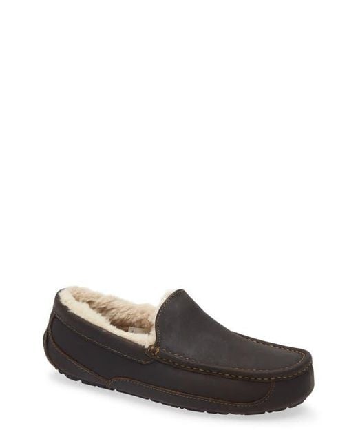 Ugg Multicolor Ascot Slipper for men