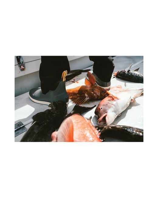 XtraTuf Blue 6-Inch Ankle Deck Boot for men