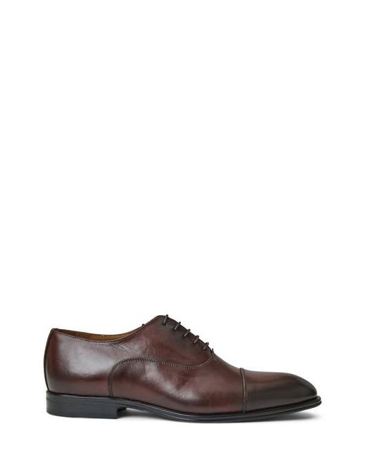 Bruno Magli Brown Adriano Cap Toe Oxford for men