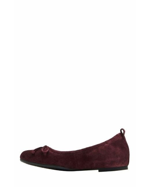 ABEO Brown Cadence Bow Ballet Flat