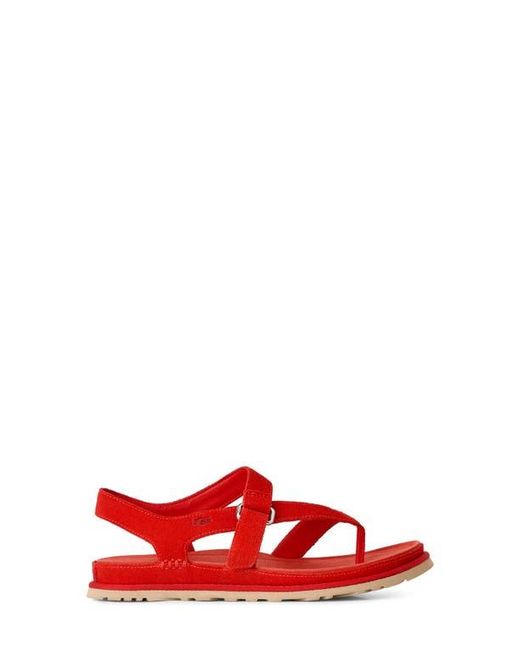 Ugg Red Goldengaze Toe Post Suede Sandal