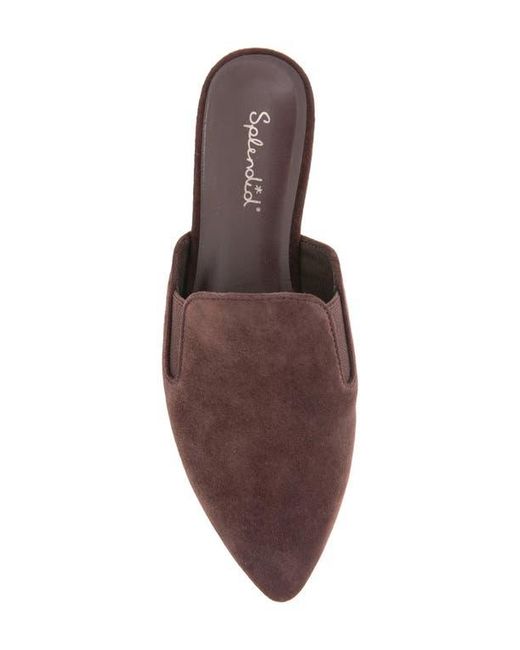Splendid Brown Liza Mule