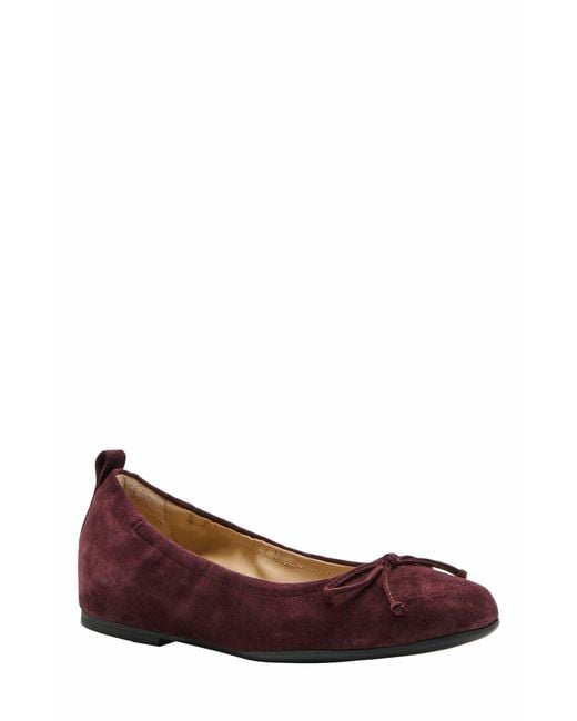 ABEO Brown Cadence Bow Ballet Flat