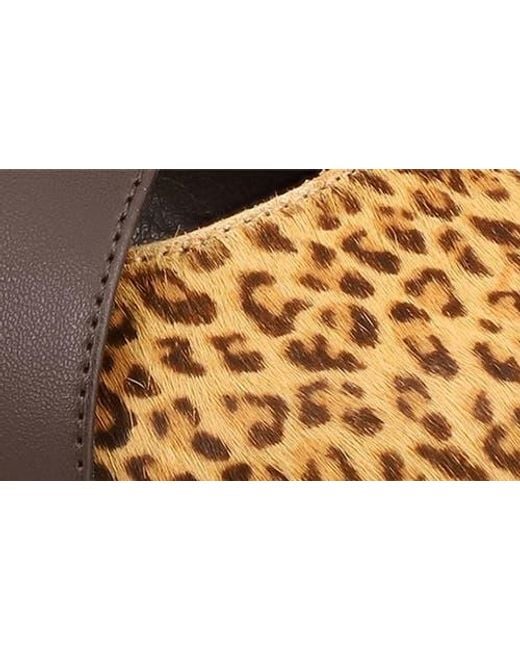 MIA Brown Abie Pointed Toe Mule
