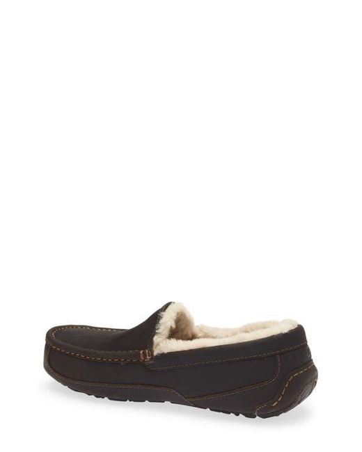 Ugg Multicolor Ascot Slipper for men