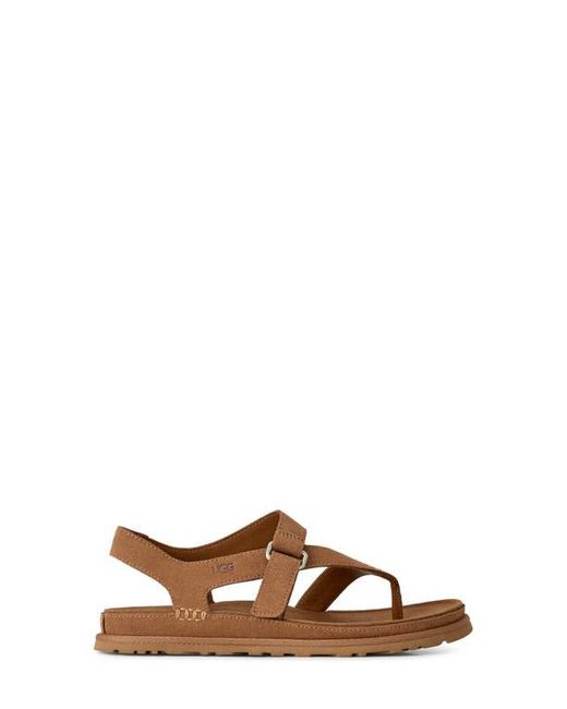 Ugg Brown Goldengaze Toe Post Suede Sandal