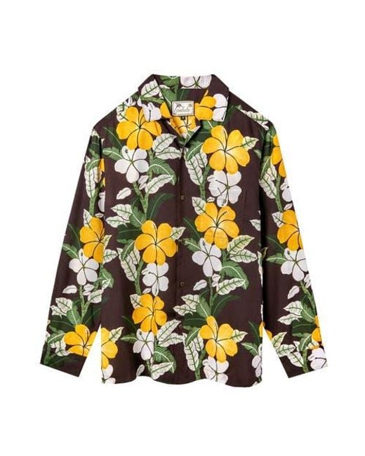 Tombolo Yellow Night Bloom