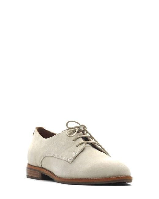 Gentle Souls Multicolor Aronson Derby