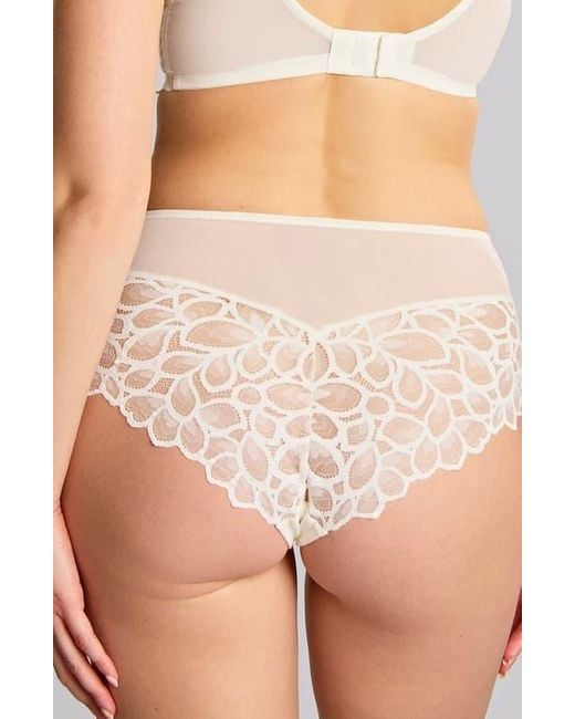Panache Brown Allure Lace Cheeky Briefs