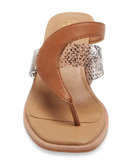 seychelles tender heel cognac