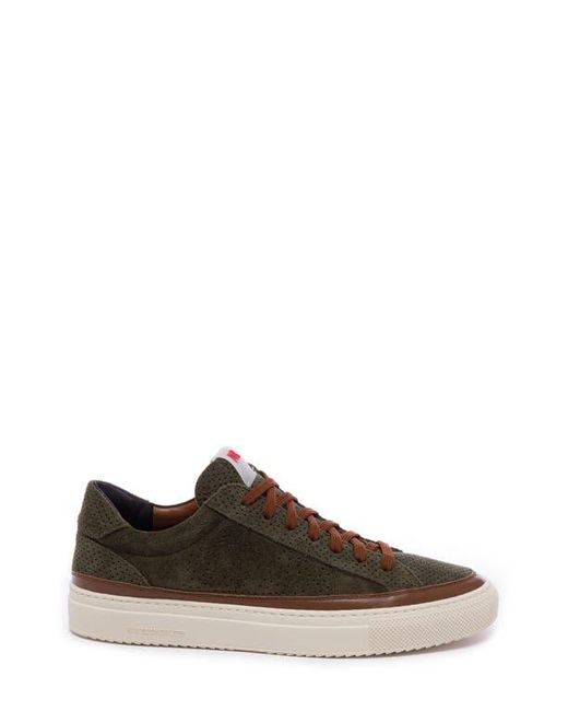 P448 Brown Soho Perforated Sneaker for men
