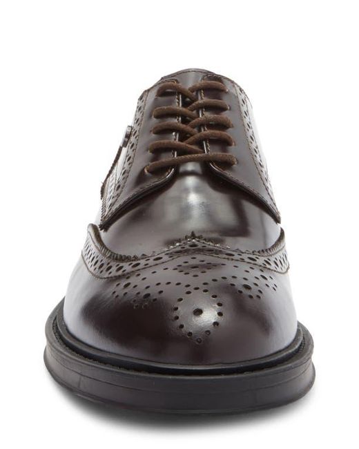 Roberto Cavalli Brown Crip Wingtip Derby for men