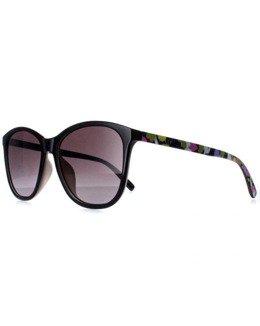Ted Baker Brown Sunglasses Tb1646 Delfi 001 Gloss Gradient