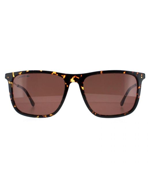 Lacoste Brown Square Havana L945S for men