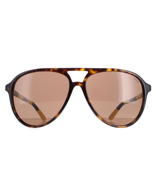 Polo Ralph Lauren Brown Aviator Shiny Dark Havana Sunglasses for men