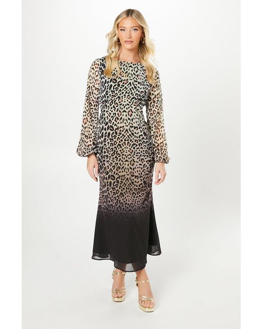 Debut London Multicolor By Coast Animal Print Blouson Sleeve Georgette Midi Dress