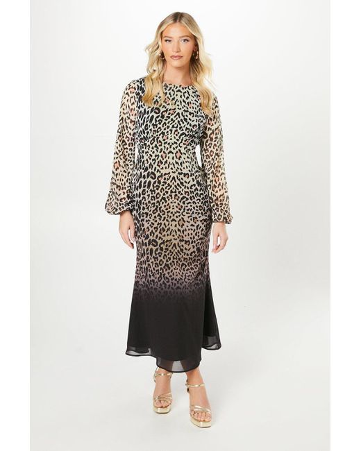 Debut London Multicolor By Coast Animal Print Blouson Sleeve Georgette Midi Dress