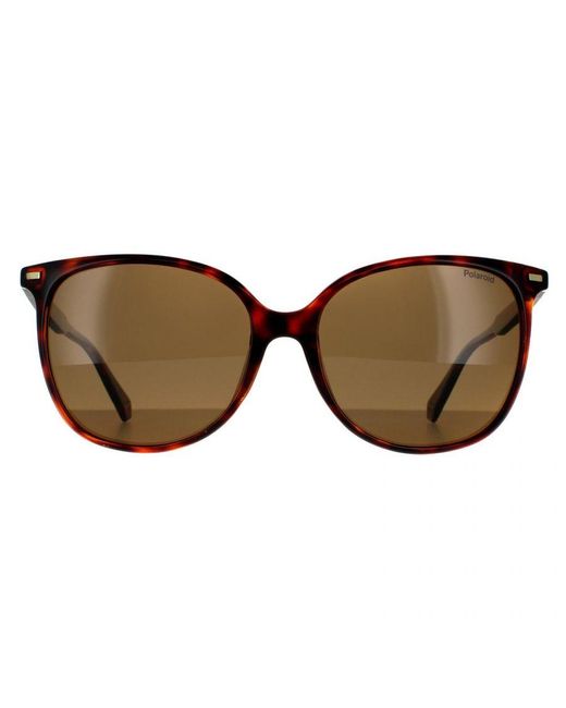 Polaroid Brown Cat Eye Dark Havana Bronze Polarized Sunglasses