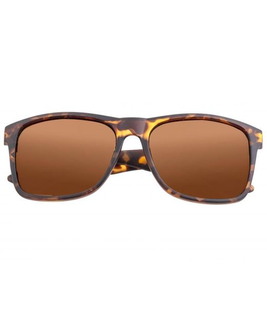 Sixty One Brown Solaro Polarized Sunglasses