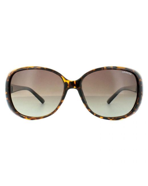 Polaroid Brown Butterfly Havana Gradient Polarized Sunglasses