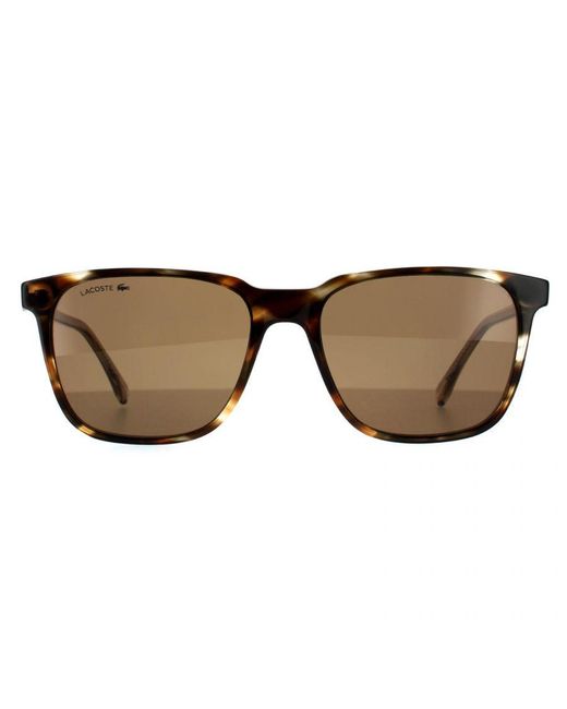 Lacoste Brown Square Havana Sunglasses