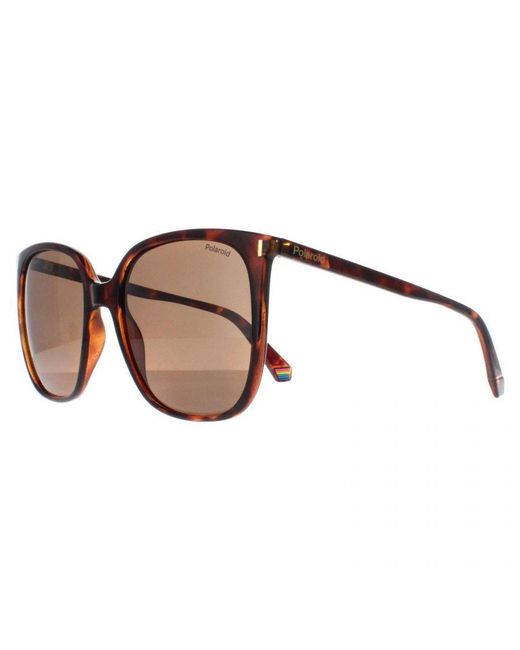 Polaroid Brown Square Havana Bronze Polarized Pld 6218/S