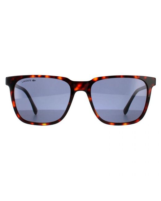 Lacoste Blue Square Havana Solid Sunglasses