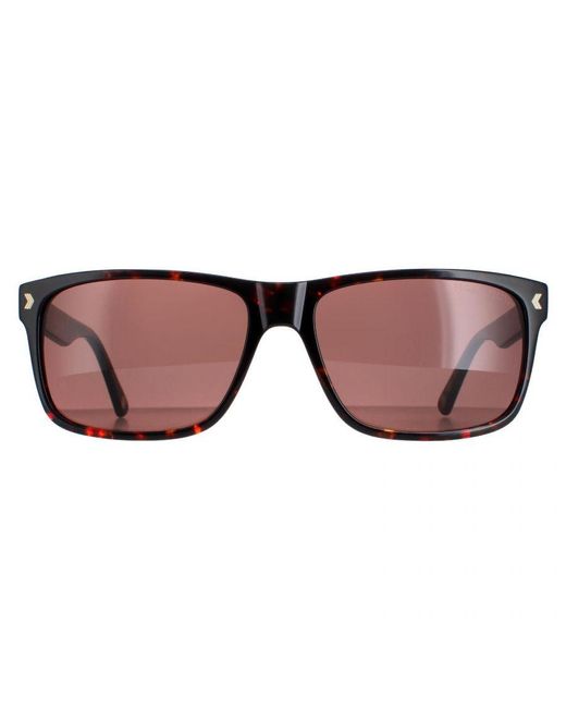Duck and Cover Brown Sunglasses Dcs026 C2 Havana for men