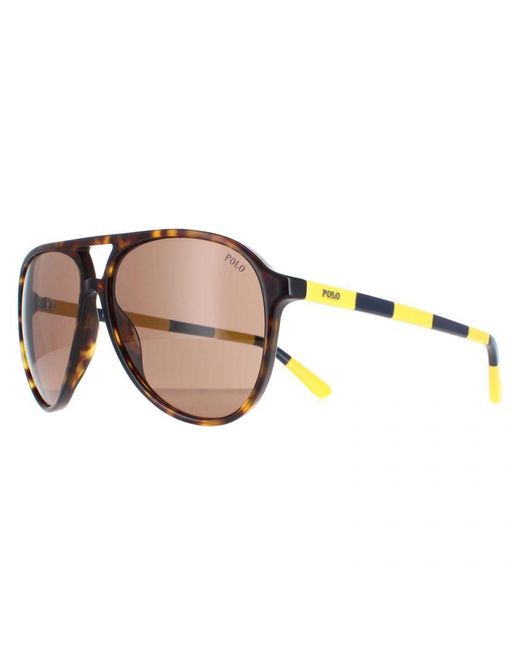 Polo Ralph Lauren Brown Aviator Shiny Dark Havana Sunglasses for men
