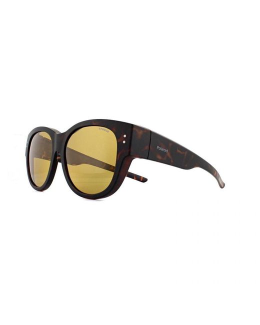Polaroid Brown Suncovers Rectangle Matte Havana Polarized Sunglasses for men