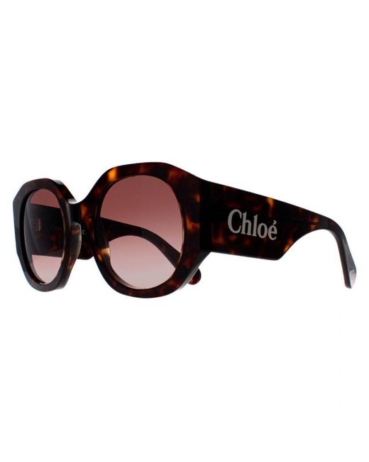 Chloé Brown Chloé Round Dark Havana Gradient Ch0234S