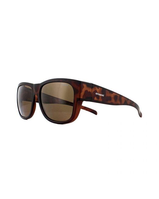 Polaroid Brown Suncovers Square Havana Polarized Sunglasses