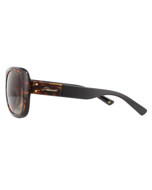 Polaroid Brown Butterfly Havana Gradient Polarized Sunglasses