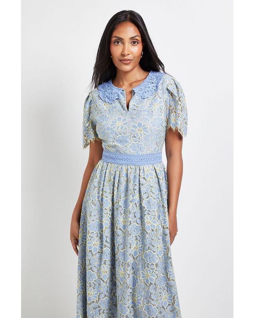 Wallis Blue Petite Lace Collared Button Midi Dress