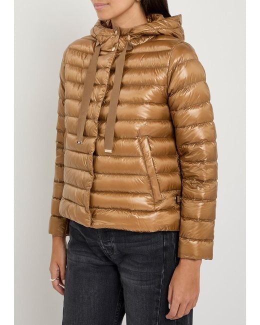 Herno Brown Padded Nylon Jacket