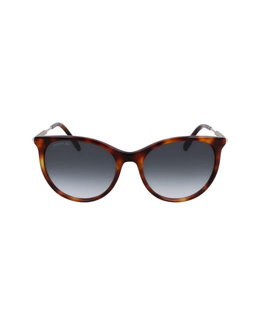Lacoste Brown Acetate Sunglasses
