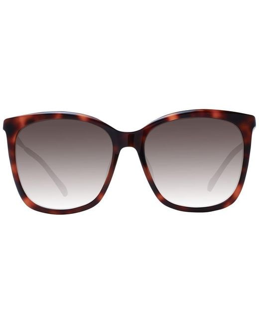 Jimmy Choo Black Brown Sunglasses
