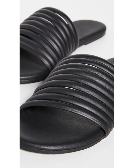 tkees caro black