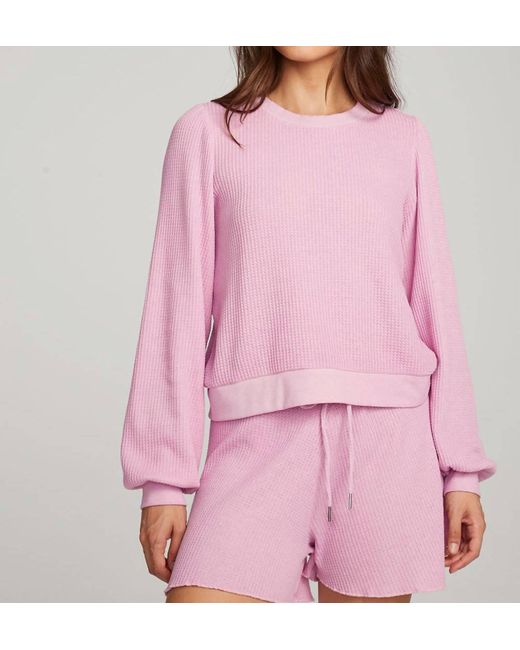 Chaser Brand Pink Owlsey Pullover