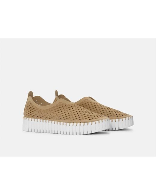 Ilse Jacobsen Tulip Platform Raspberry main image 1